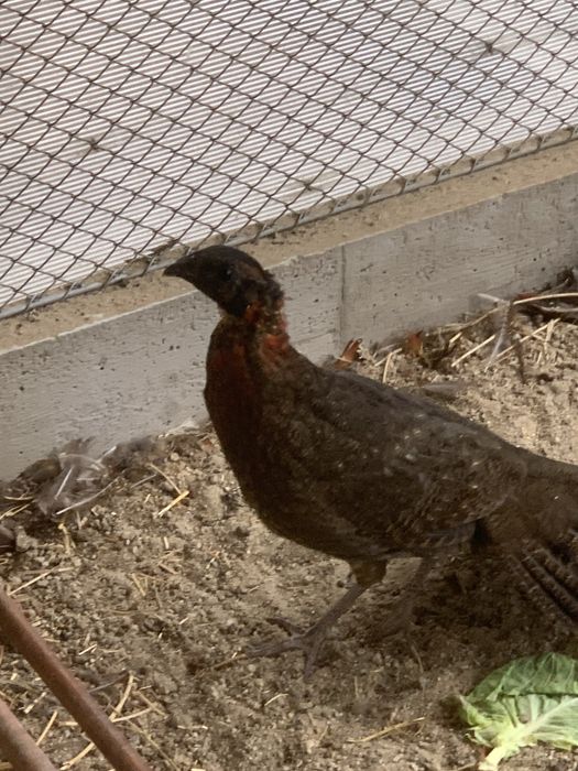 Schimb mascul fazan tragopan satyr 2025