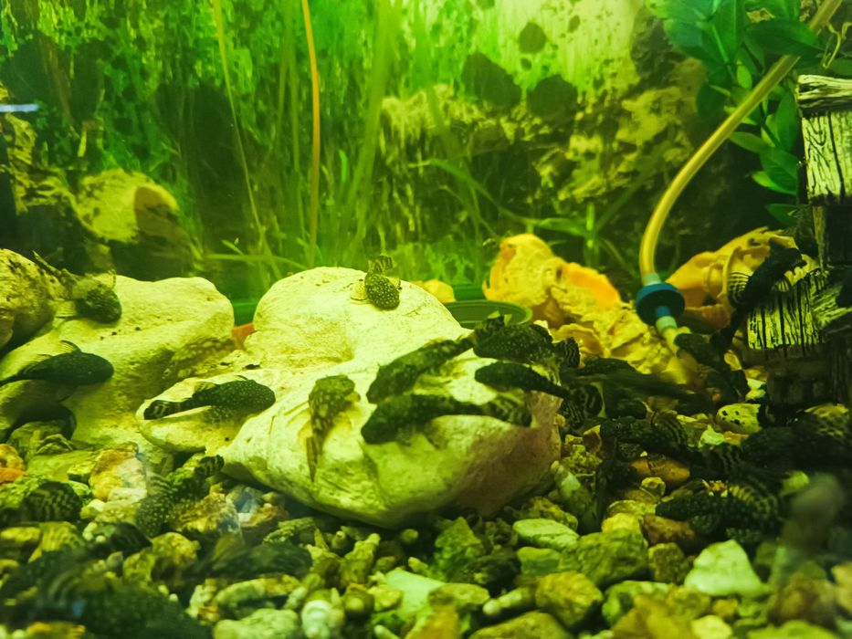 Анцитруси обикновени