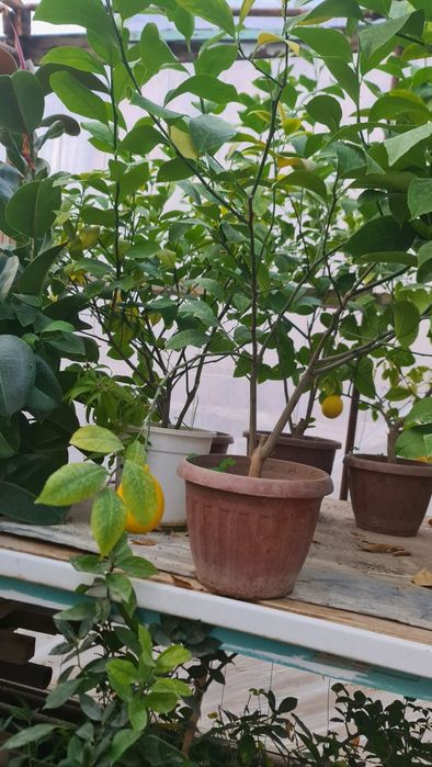 Xar xil turdagi gullarimiz sotuvda