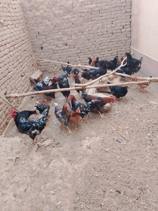 Tovuq jujalar.damawni