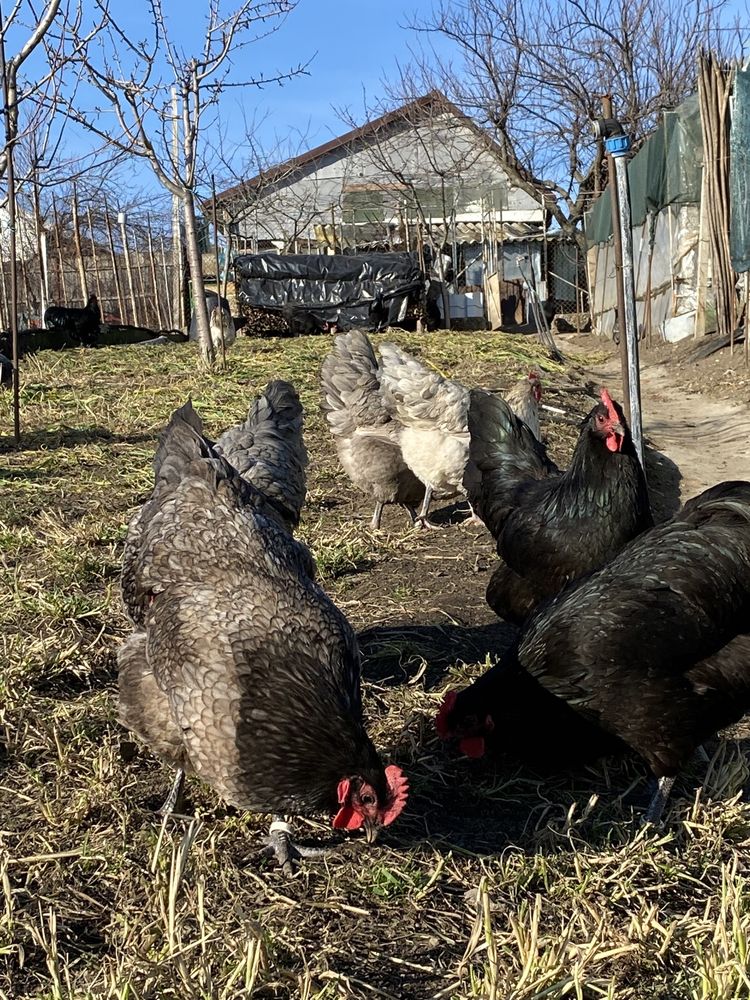 Oua Gaini Australorp