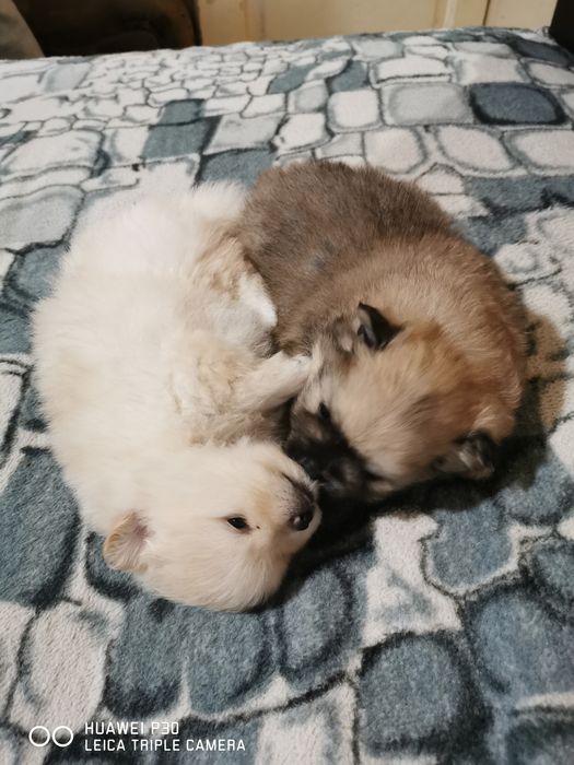 Померан, момиче.