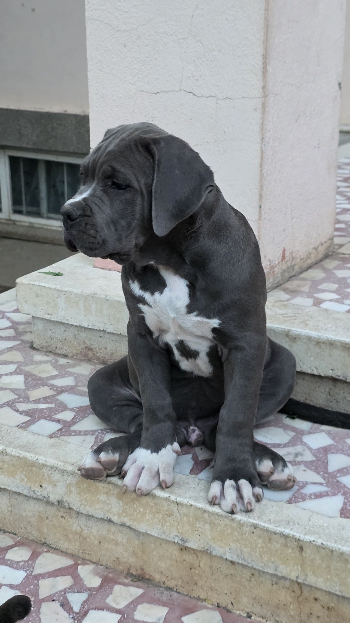 American bully xl