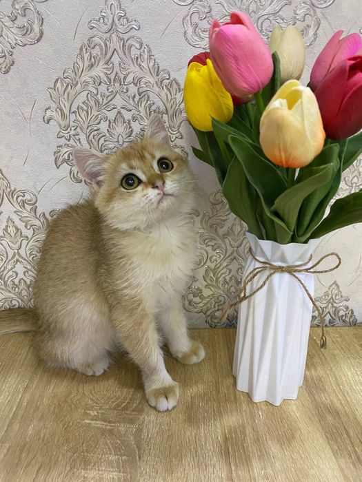 Британка золотая шиншила