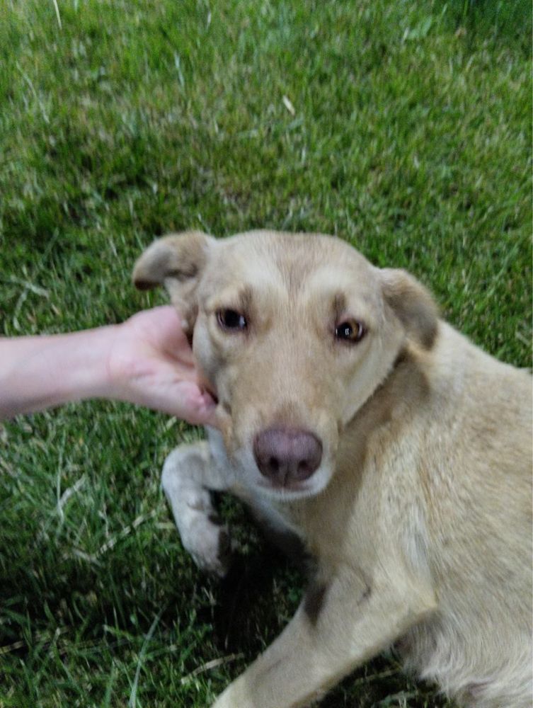 Найдена собака возле эко базара в Мирзо-Улугбекском районе!