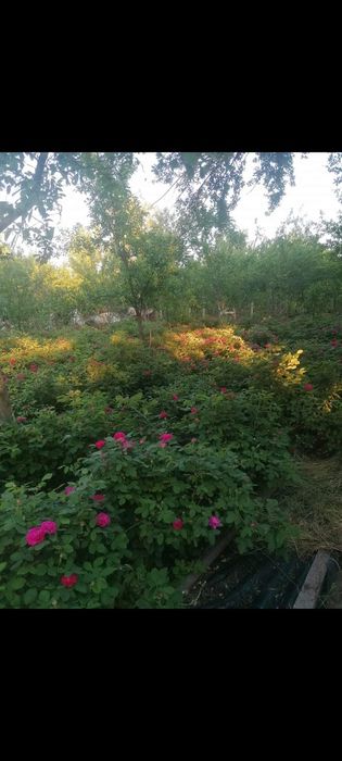 Vând butași de trandafiri dulceață