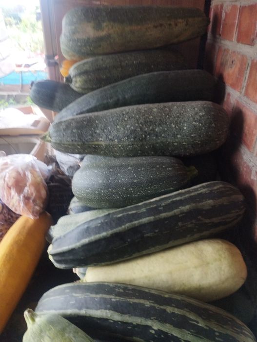 Продам кабачки,мята, щавель, посадочный чеснок