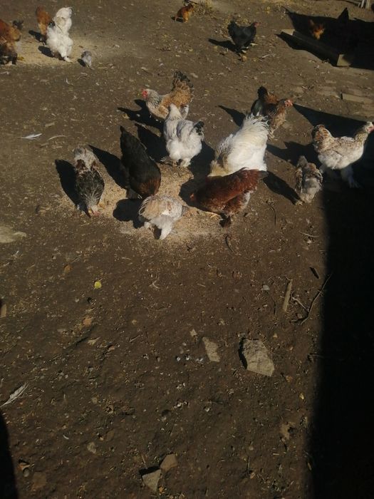 Vând găini de casă