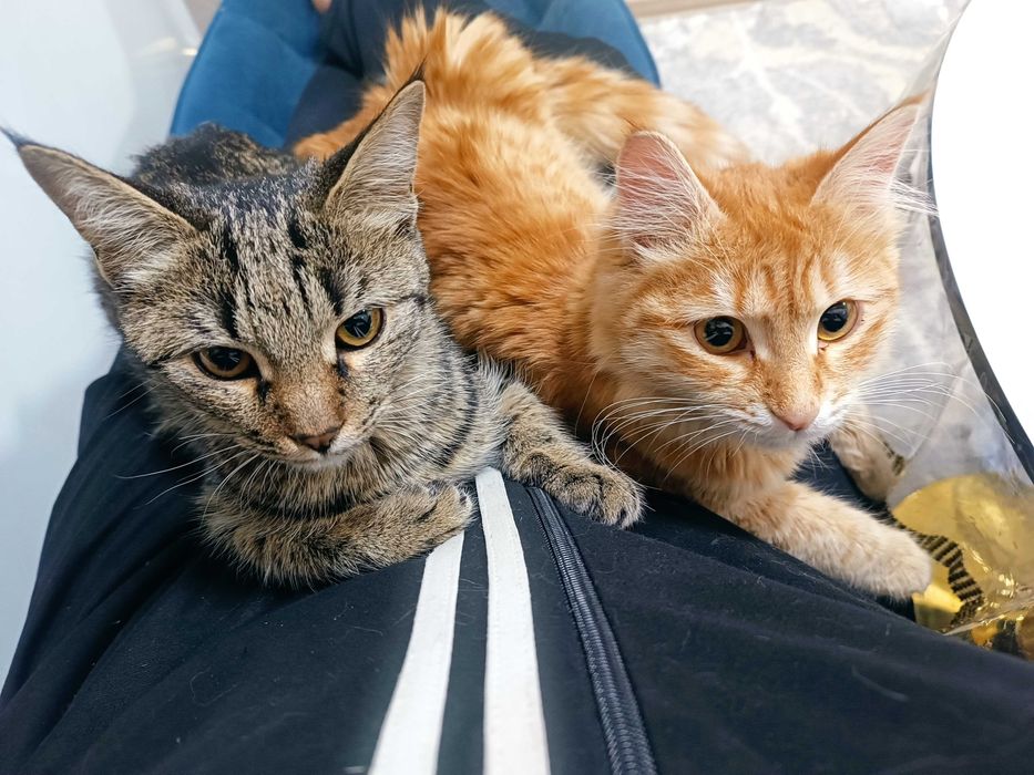 Кошки, стерилизация в подарок