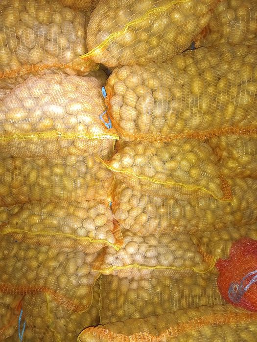 Schimb cartofi de sămânţa cu porumb boabe