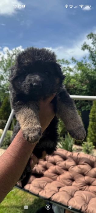 Femela /pui ciobanesc german par lung