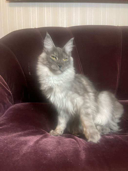 Maine Coon cu părinții campion