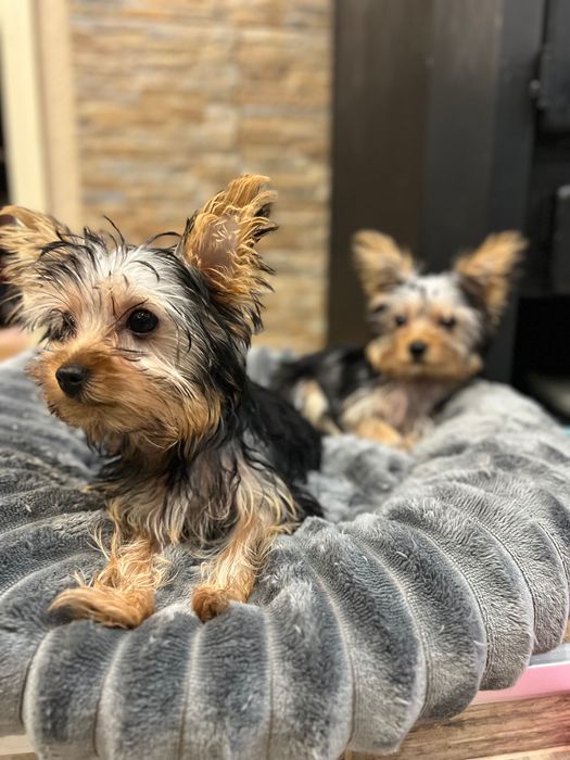 Кученца мини корки