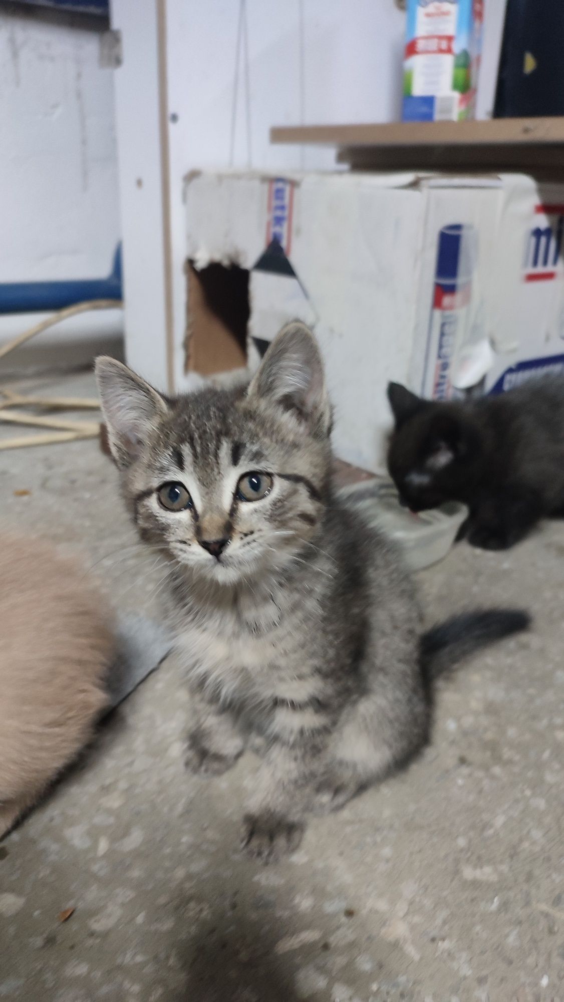 Котята бесплатно