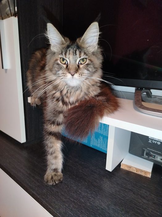 Fetita Maine Coon XXL