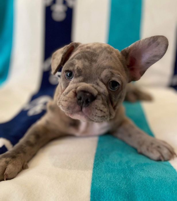 Bulldog Francez Merle