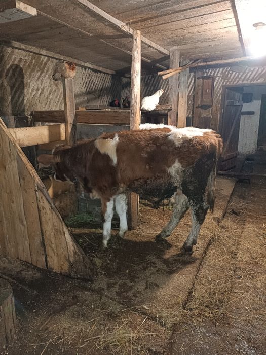 Vând trei viței rasa bălțată