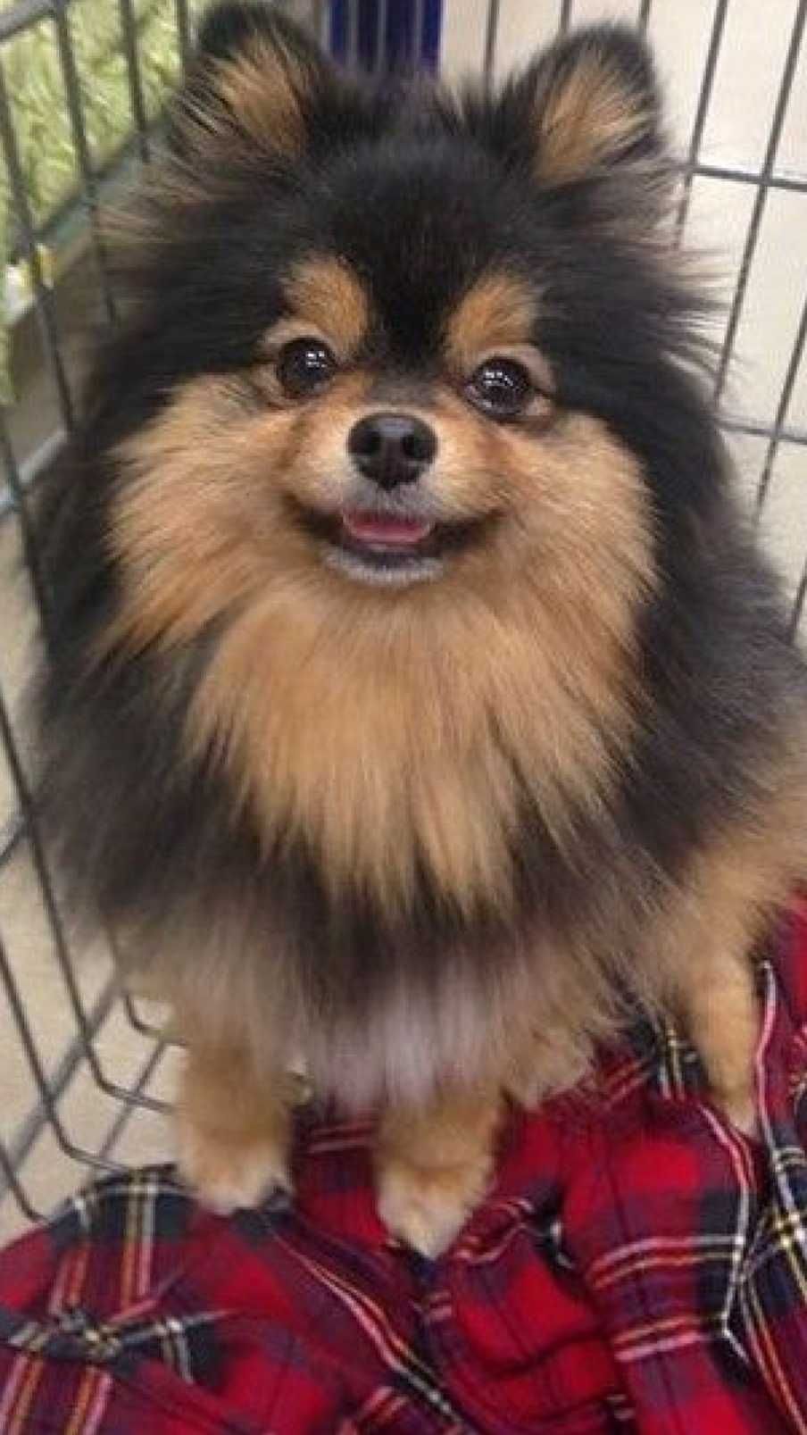 Pomeranian mini 2 kg