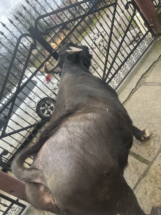 Bivolița de vânzare