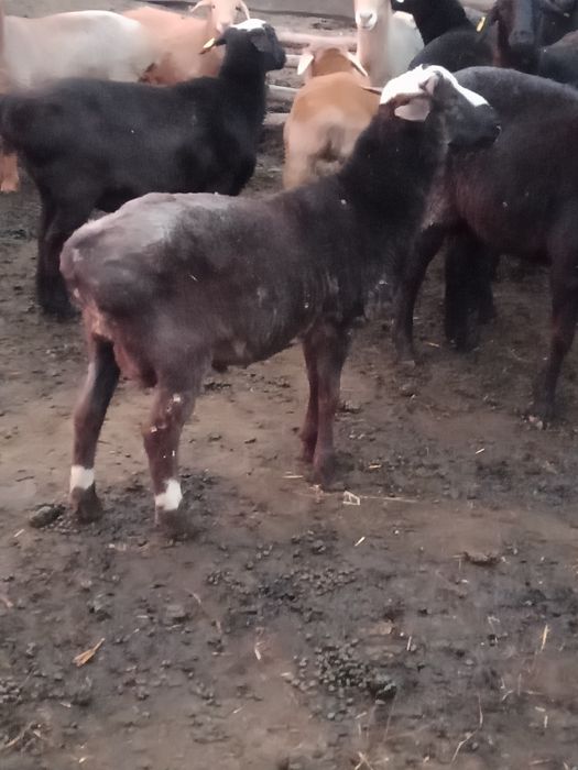 Продам жирненького баранчика