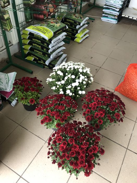 De vanzare crizanteme