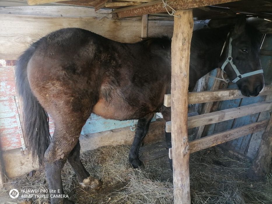 Согымга Еркек тай сатылат