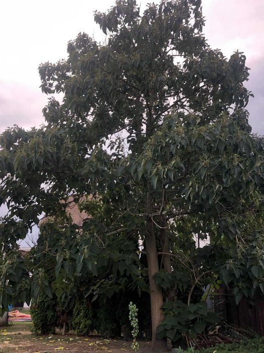 Vand 2 copaci paulonia de 8 metri fiecare