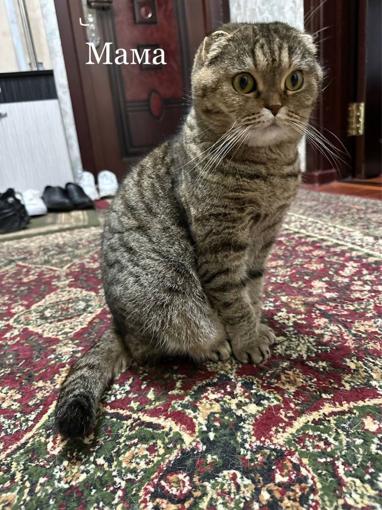 Продаются котята скотиш фолд