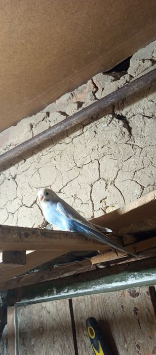 Срочно продам молодых попугаев