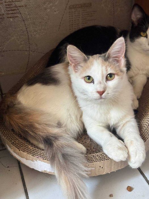 Котенок девочка бесплатно