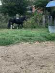 Ponei talie mare