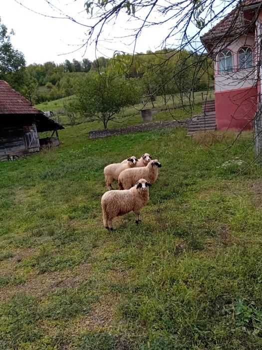 Ofer spre vânzare 3 oi și un berbec