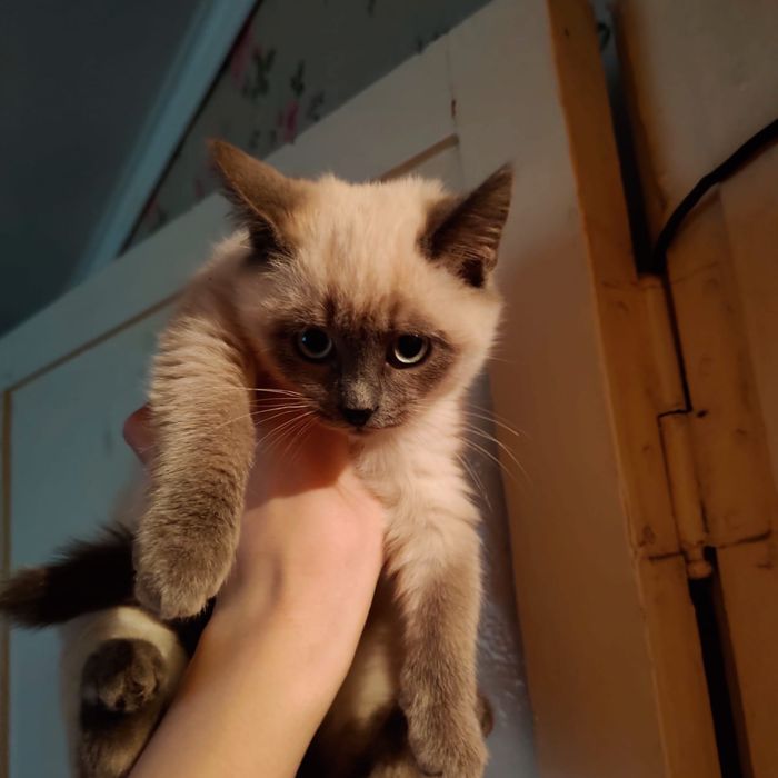 Отдам котят девочек