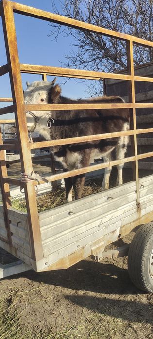 Продам срочно телку