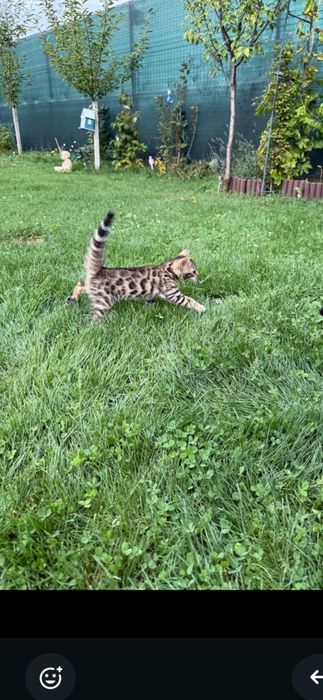 Pisica bengal îsi caută casuță
