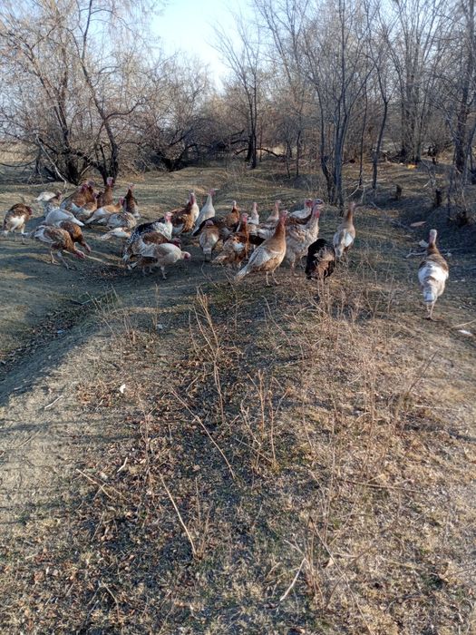 Индюки 17000 нан