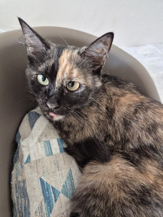 Maia, pisica cea cuminte