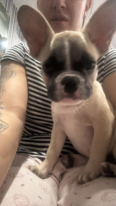 Френски булдог-женски