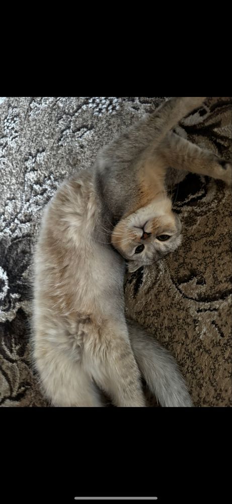 Кот для вязки мраморный окрас шиншилла