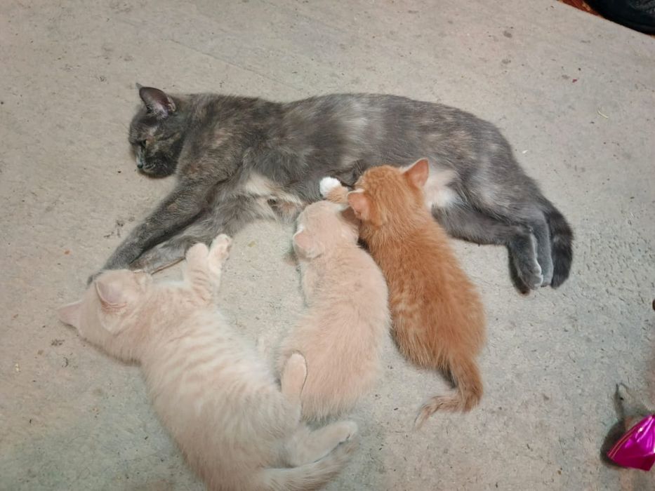 Срочно отдам котят а добрые руки