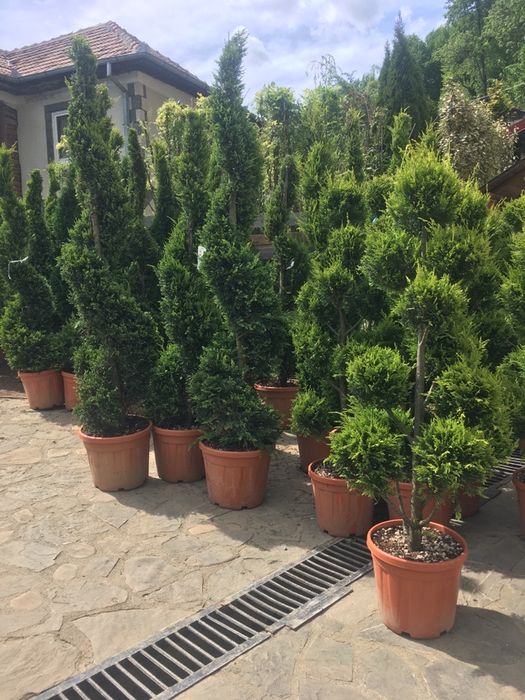 Tuia Smarald/ Leylandy chiparos