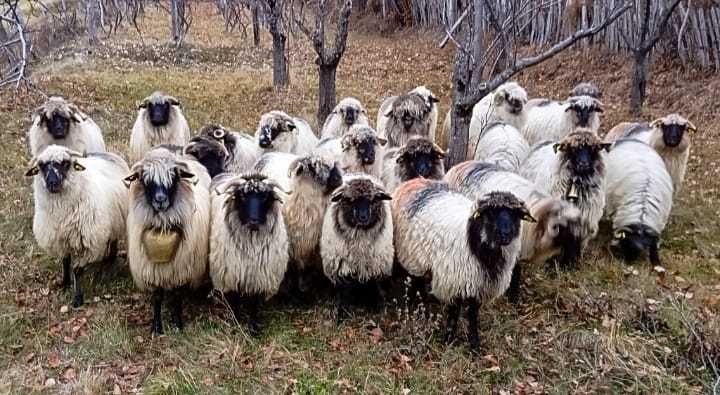 60 de oi bucălăi