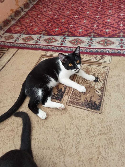 Отдам в хорошие руки.