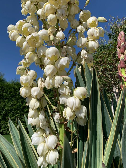 Floare verde Yucca