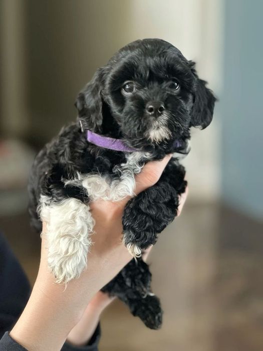 Caniche poodle mini toy