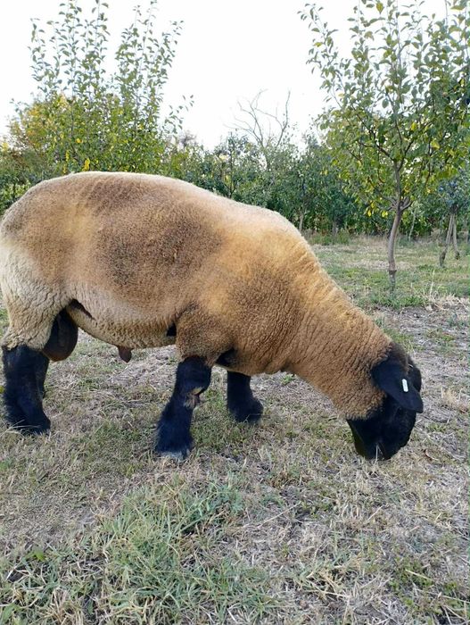 Vând berbec suffolk