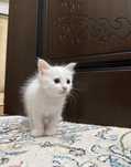 Продаю котят породы Кхао-мани