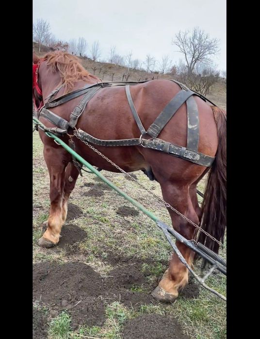 Vând armăsar cuminte de 5 ani