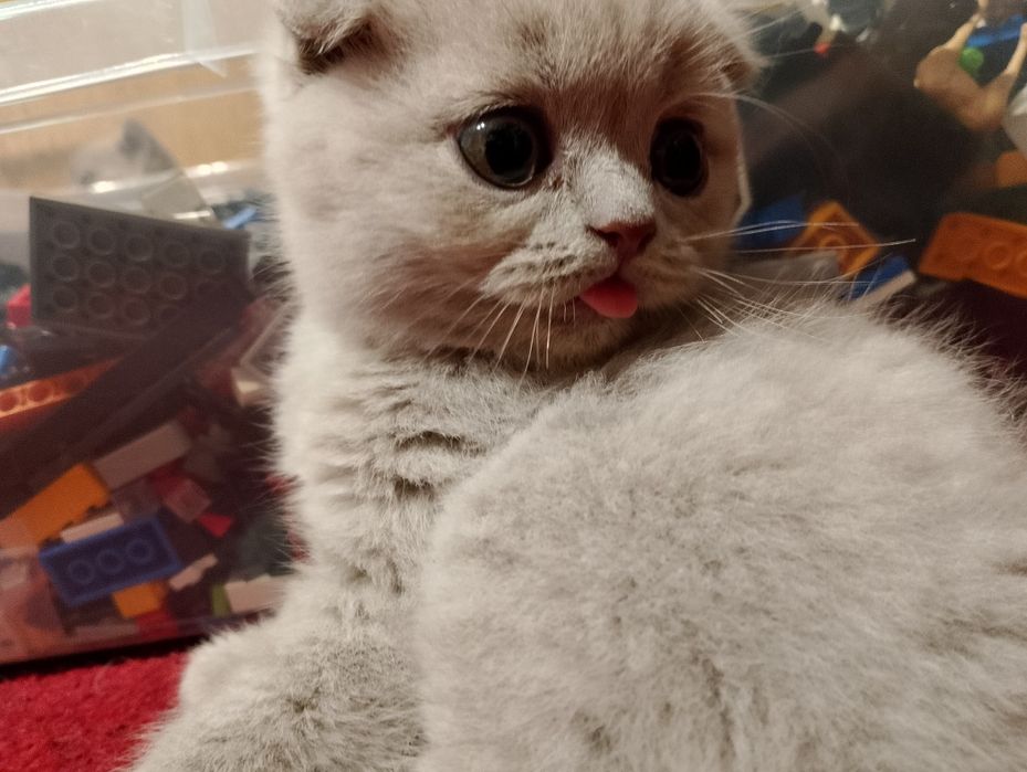 Шотландско клепоухо коте