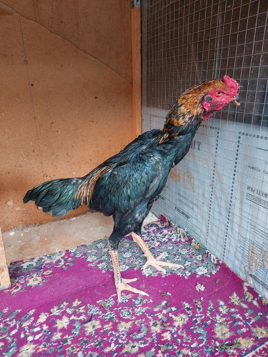 Dakan xo'roz jo'ja korea